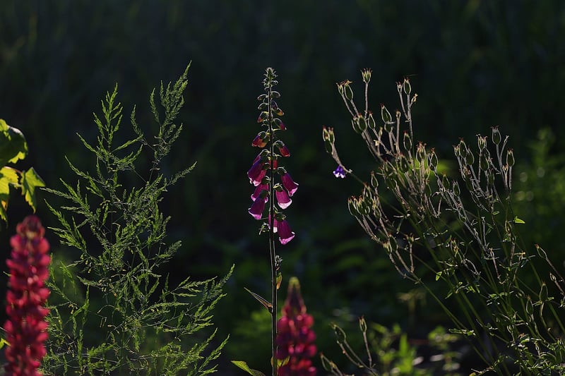 Sunlight in the garden